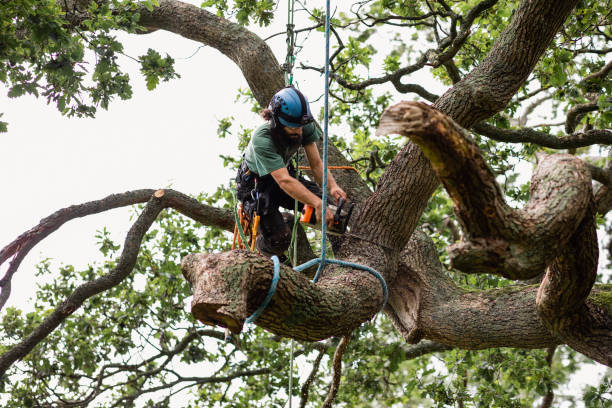 How Our Tree Care Process Works  in  Whitinsville, MA