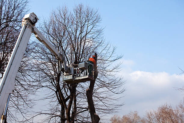 Leaf Removal in Whitinsville, MA